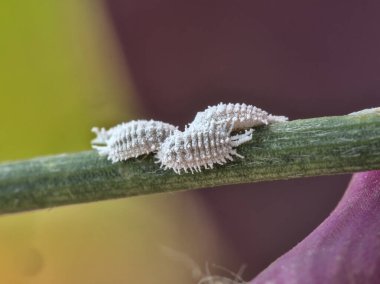 Dactylopius coccus (Dactylopius coccus), Sternorrhyncha alt bölgesindeki böceklerin yakın görüntüsü.