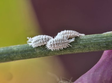 Close up view of female cochineals (Dactylopius coccus), scale insects in the suborder Sternorrhyncha. clipart