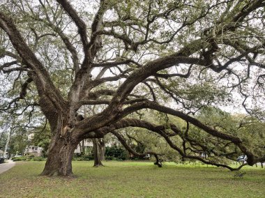 Audubon Park 'taki eski bir meşe ağacının yakın görüntüsü, New Orleans, Louisiana, ABD.