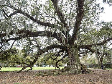 300 yaşındaki güney meşesi Audubon Park, New Orleans, Louisiana, ABD 'de 