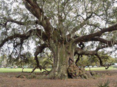 300 yaşındaki güney meşesi Audubon Park, New Orleans, Louisiana, ABD 'de 