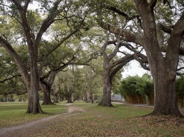 Audubon Park, New Orleans, Louisiana, ABD 'de meşe ağaçlarıyla çevrili bir patika..