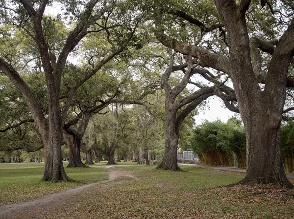 Audubon Park, New Orleans, Louisiana, ABD 'de meşe ağaçlarıyla çevrili bir patika..