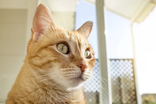 Ginger Tabby gato nas janelas — Fotografia de Stock