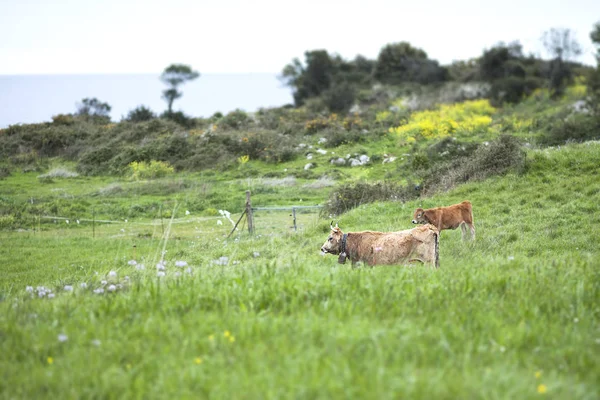 两个小犊牛在草地上 — 图库照片