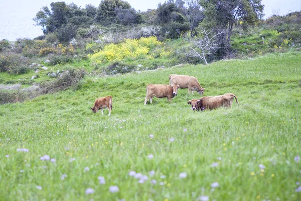 在一块草地上的小牛犊 — 图库照片