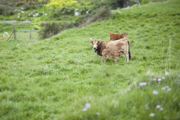 在一块草地上的小牛犊 — 图库照片