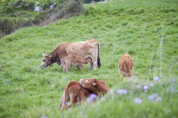 两个小犊牛在草地上 — 图库照片