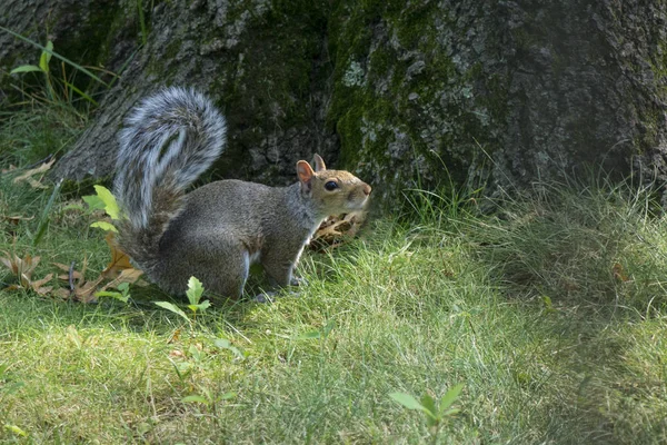 Un écureuil roux — Photo