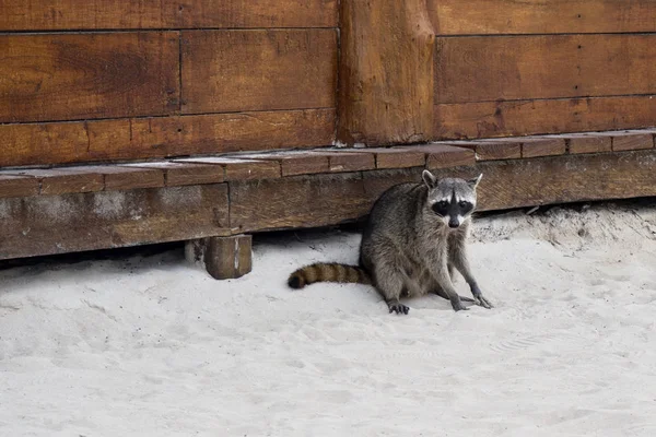 Wasbeer op het strand — Stockfoto