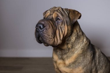  Kırmızı portre Sharpei köpek buruşuk 