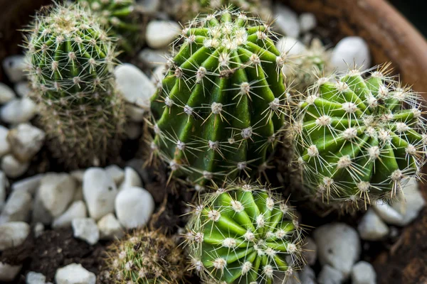 Kaktusz cserépben — Stock Fotó