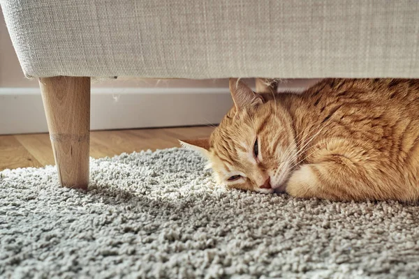 Gato Laranja Deitado Debaixo Sofá — Fotografia de Stock