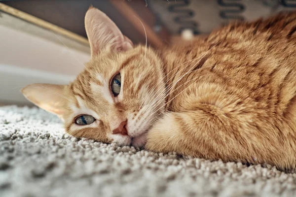 Μια Πορτοκαλί Γάτα Ξαπλωμένη Κάτω Από Έναν Καναπέ — Φωτογραφία Αρχείου