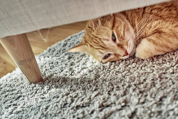 Gato Laranja Deitado Debaixo Sofá — Fotografia de Stock