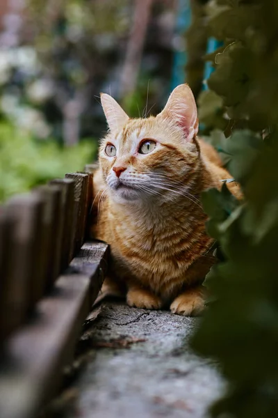 Een Oranje Kat Een Tuin — Stockfoto