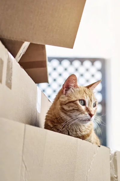 Gatinho Adorável Caixa Papelão — Fotografia de Stock