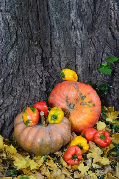 Harvest Pumpkin Pepper Lies Tree Yellow Leaves Autumn Most Valuable — стоковое фото