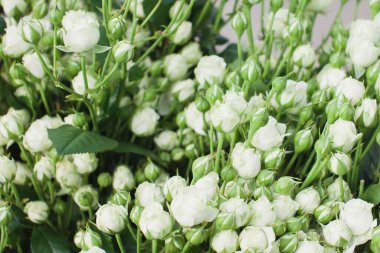 beyaz sprey gül çalılığı arka planı