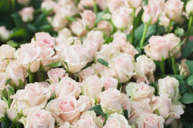 Çiçekli arka planda tatlı Dolomiti gülleri