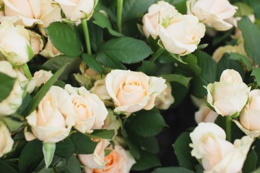 Şeftali Çığ Gül Çalılığı Arkaplanı