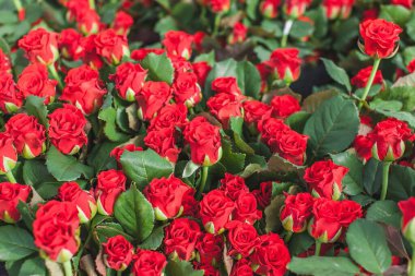 El Toro, Kızıl Dağ Tepesi, Toro, Joe Amca çiçek tarhında yükseldi.