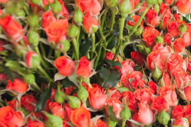 Güller Ruiortro Alegria Bush Arkaplanı