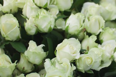 Çığ gülü arka planı