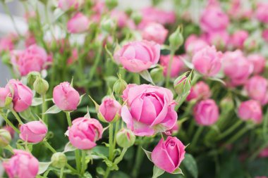 Puslu güller arka planda