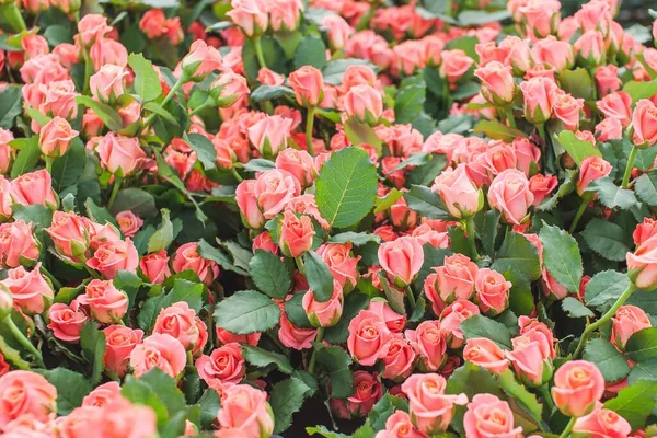Rose Miss Piggy Bush Arka planı