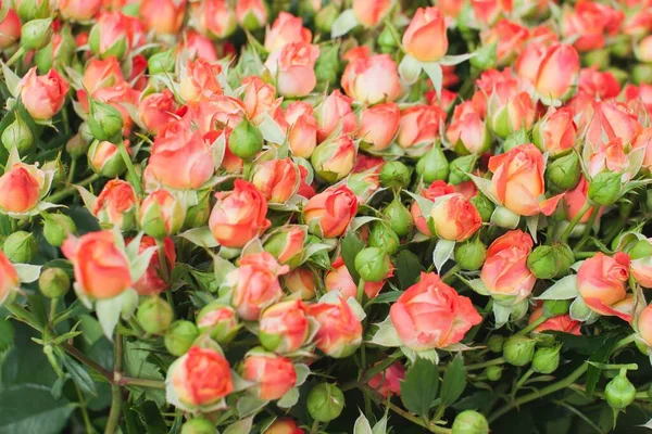 Gül Şenliği Bush Arkaplanı