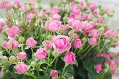 Puslu güller arka planda