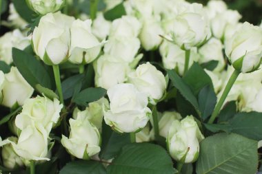 Çığ gülü arka planı