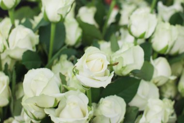 Çığ gülü arka planı