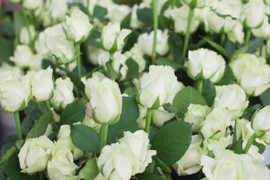 Çığ gülü arka planı