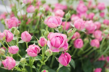 Puslu güller arka planda