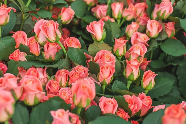 Rose Miss Piggy Bush Arka planı