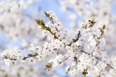 Bahar güzellik. Ağaçların mavi gökyüzü arka plan üzerinde beyaz çiçekler çiçek açmış. Bahar çiçeği, doğa arka plan