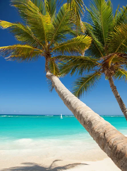 地处热带的海滩。海洋波浪，蓝色的天空和棕榈树背景。白色的沙滩和水晶蓝的海。海洋海滩放松。海的暑假 — 图库照片