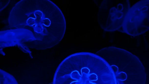 Blue deep sea jellyfish — Stock Video