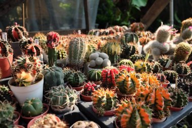 Masanın üzerinde küçük bir tencerede renkli kaktüsler, yaşam çeşitliliği olan kaktüsler sabah ışığı duvar kağıtları.