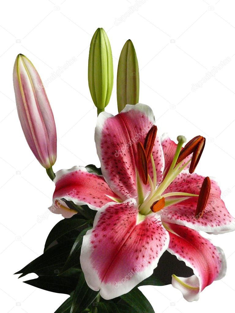 Lilly bouquet isolated white background