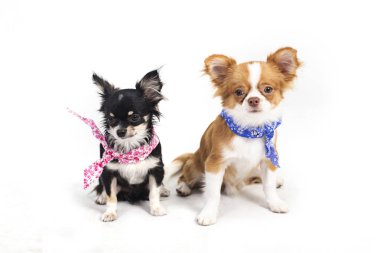 ti Chihuahua puppies