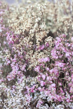 Kurutulmuş çiçekler.