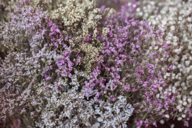 Kurutulmuş çiçekler.