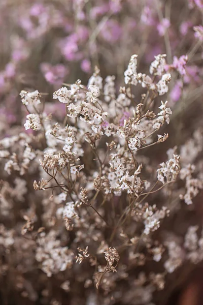 Is Dried flowers. — Stock Photo, Image