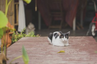 Kedi eski ahşap üzerinde uyuyor.