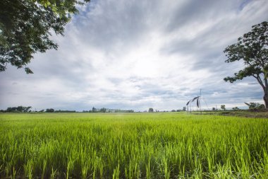 Büyük gökyüzü ile kırsal alanda sabah