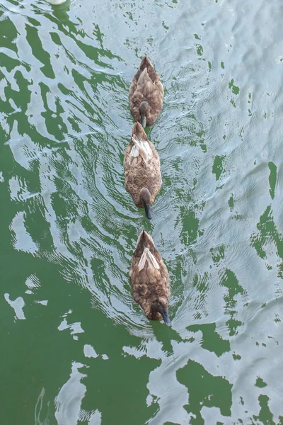 3 brown ducklings per row, it swim — Stock Photo, Image