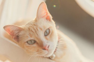 bir kedi yüzünü kapat